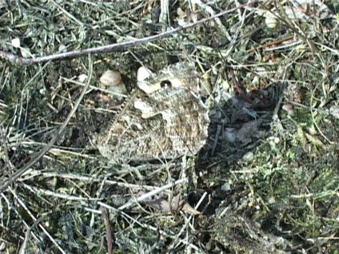 Ockerbindiger Samtfalter ( Hipparchia semele ), Flügelunterseite : Brüggen, Brachter Wald, 22.08.2006, Dieser Falter inzenierte eine perfekte Tarnung vor meinen Camcorder. Der Falter legte sich schräg zur Seite ( ca. 3 min lang ), dann flog er 5 Meter weiter auf eine Birke und zeigte dort das gleiche Verhalten. Struktur des Falters und Umgebung waren ähnlich.